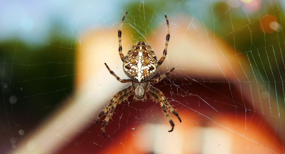 10 Most Terrifying Insects in The World - United Netizens