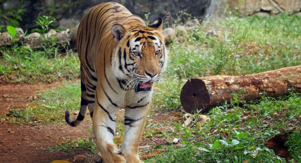 10 Luxury Wildlife Resorts in India