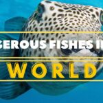 7 Amazing Pyramids in the World