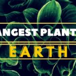 7 Amazing Pyramids Around the World