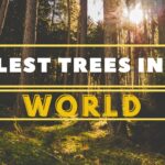 Top 5 Fastest Birds in the World