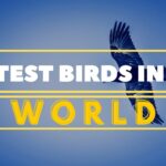 Top 10 Tallest Trees in the World